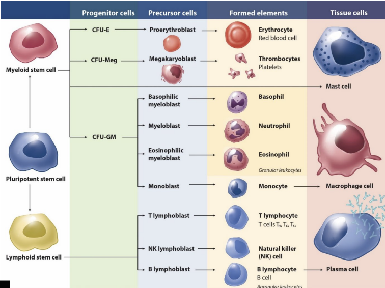 <p><strong>red bone marrow</strong></p><ul><li><p>hemopoietic connective tissue; _____ tissue</p></li><li><p>myeloid stem cells</p><ul><li><p>erythrocutes</p></li><li><p>thrombocytes</p></li><li><p>granular leukocytes</p></li><li><p>monocytes & macrophages</p></li></ul></li><li><p>lymphoid stem cells</p><ul><li><p>B cells</p></li><li><p>T cells</p></li></ul></li><li><p>abundant in _____ (axial skeleton) and the ends of long bones (appendicular skeleton)</p></li></ul><p></p>