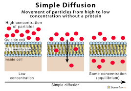 <p>Simple diffusion (passive process)</p>
