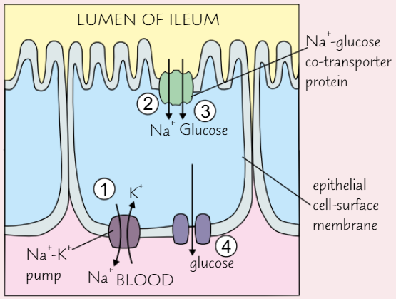 <ol><li><p><strong>Sodium ions </strong>are <strong>actively transported</strong> <strong>out </strong>of ileum epithelial <strong>cells</strong>, into <strong>blood</strong>, by <strong>Na-K pump</strong></p><p><strong>→ </strong>creates<strong> conc. gradient</strong> - now there’s higher conc. of Na<span>⁺ in lumen of ileum than inside cell</span></p></li><li><p>Causes Na⁺ to <strong>diffuse</strong> from lumen of ileum<strong> into epithelial cell</strong>, down conc. gradient, via <strong>sodium-glucose co-transporter proteins</strong></p></li><li><p>Co-transporter carries <strong>glucose </strong>into cell with sodium</p><p>→ <strong>glucose conc.</strong> inside cell <strong>increases</strong></p></li><li><p>Glucose diffuses out of cell, into blood, down conc. gradient, through protein channel by <strong>facilitated diffusion</strong></p></li></ol><p></p>