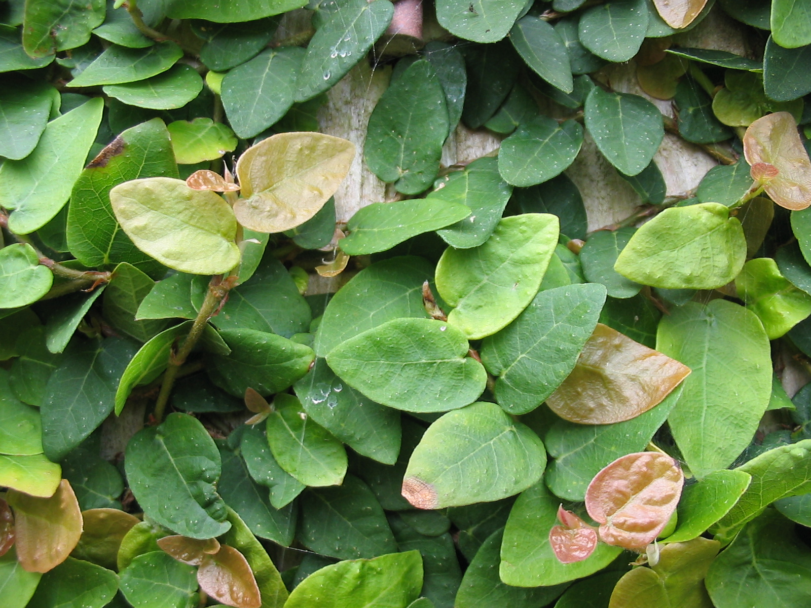 <p><em>Ficus pumila, </em>creeping fig/climbing fig, Moraceae</p>