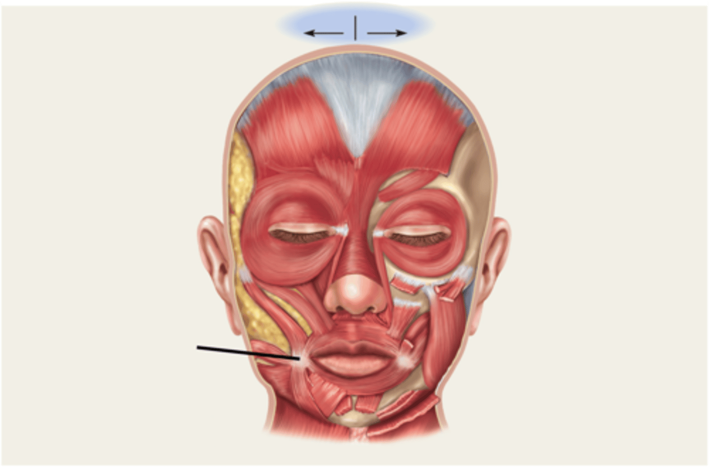 <p>corners of mouth; it is the convergence of several muscles</p>
