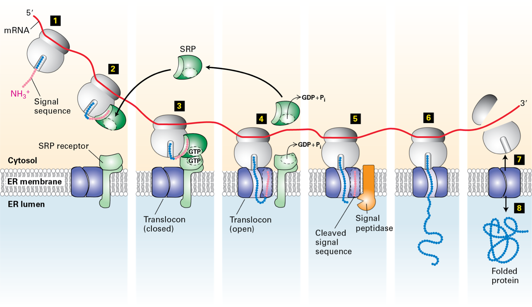 <p><strong><span>box 1: </span></strong><span>proteins are synthesised on poly ribosomes</span></p><ul><li><p><span>16 - 30 NH  end Amino Acids - Hydrophobic </span></p></li><li><p><span>signal sequence</span></p></li></ul><p class="p1"><strong><span>box 2: </span></strong><span>SRP - signal receptor particle </span></p><ul><li><p><strong><span> </span></strong><span>6 proteins + 300 nucleotide RNA</span></p></li></ul><ul><li><p><span>binds to the signal sequence</span></p></li></ul><ul><li><p><span>protein synthesis stops</span></p></li></ul><p class="p1"><strong><span>box 3: </span></strong><span>SRP/Ribosome/Nascent protein complex</span></p><ul><li><p><span>docks to the RER </span></p></li></ul><ul><li><p><span>SRP receptor</span></p></li></ul><p class="p1"><strong><span>box 4: </span></strong><span>Nascent protein is transferred to the translocon and protein synthesis re-     commences </span></p><ul><li><p><strong><span> </span></strong><span>SRP - recycles</span></p></li></ul><p class="p1"><strong><span>box 5: </span></strong><span>signal peptide cleaves the signal sequence</span></p><p class="p1"><strong><span>box 6-8: </span></strong><span>Nascent protein is extruded into the RER lumen </span></p>
