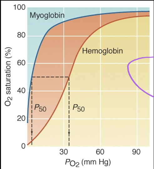 subunit cooperativity: oxygenation of first subunit enhances binding affinity of the other subunits

myoglobin curve NOT cooperative, hyperbolic, has higher O2 affinity, lower P50, only has 1 binding site so cannot be cooperative

the greater P50 = O2 binding affinity is lower 

hemoglobin has lower affinity for O2 than myoglobin

it only takes \~4mmHg PO2 to saturated myoglobin 50%

it takes 32mmHg PO2 to saturate hemoglobin 50%

lower affinity means that O2 comes off more easily

myoglobin used for O2 storage and isn’t used until O2 saturation of Hb is very low