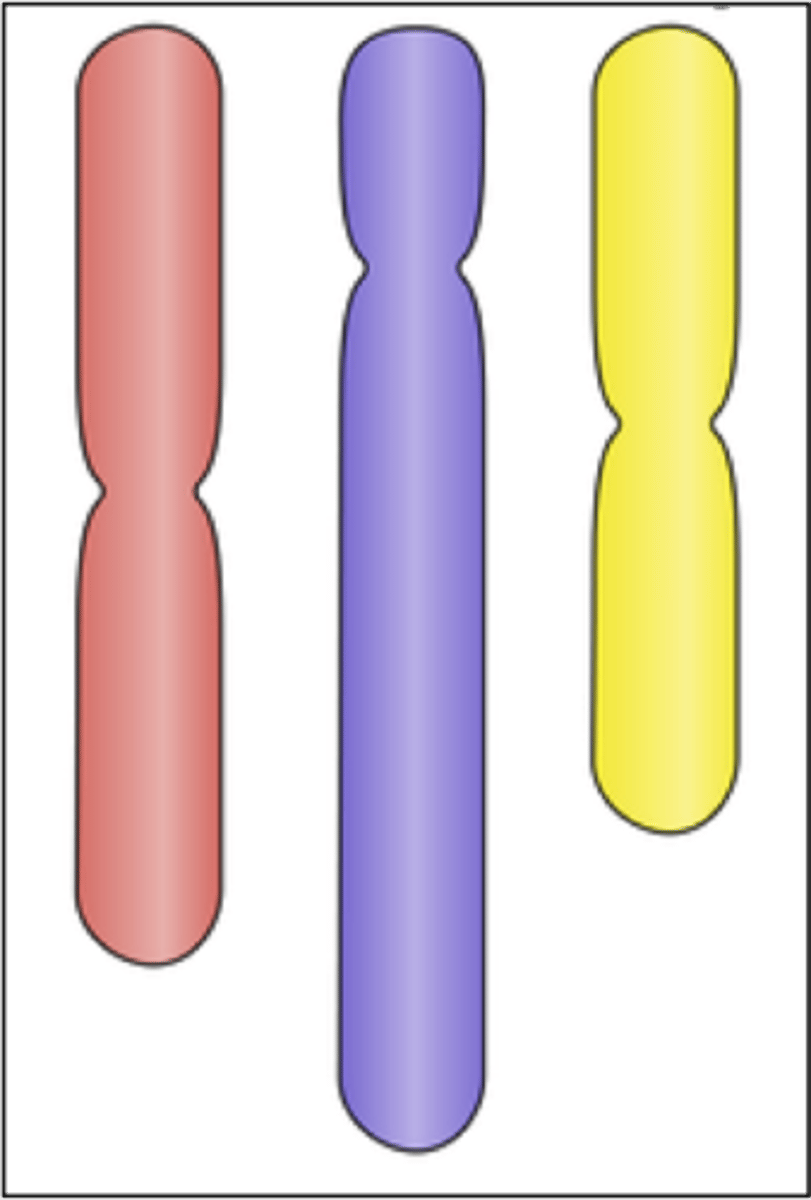 <p>one copy of genetic material subdivided into chromosomes</p>