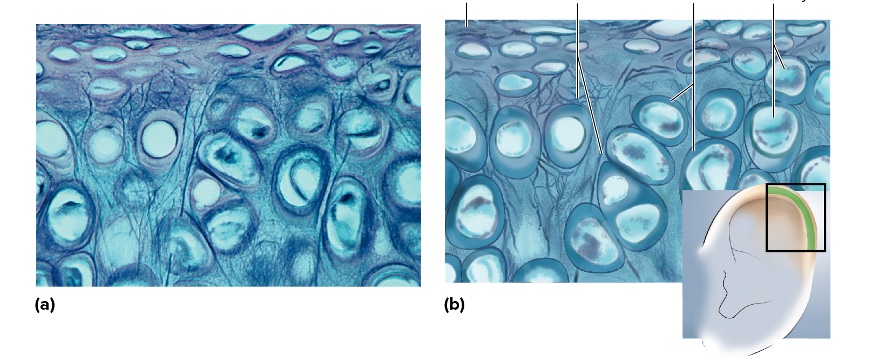 <p>location of elastic cartilage</p>