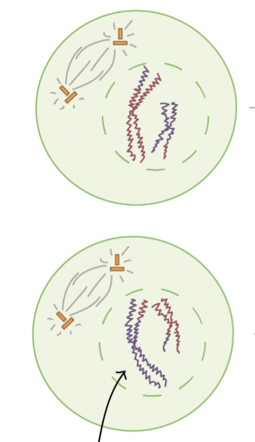 <p>Prophase II</p>