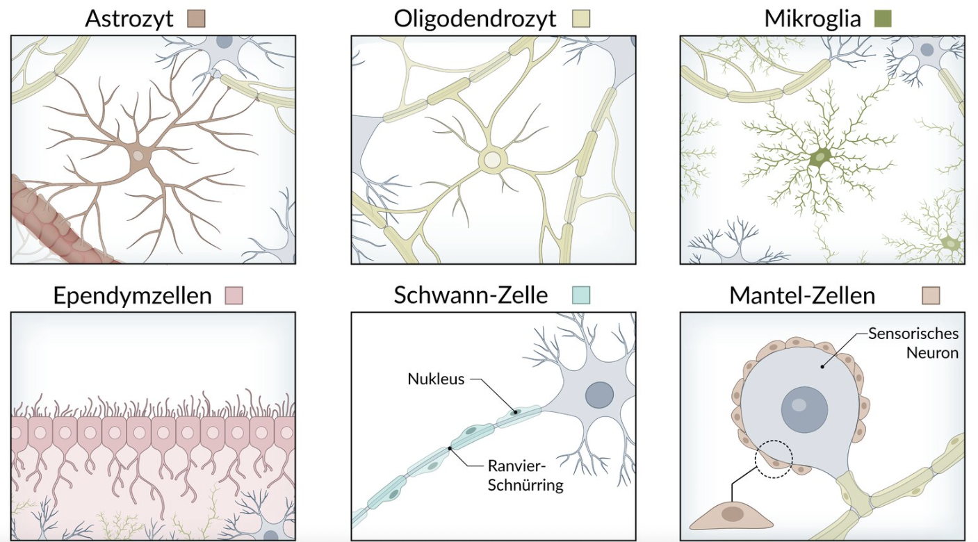 <p>A. Glial cells</p>