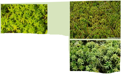 <p>Sphagnum sp.</p>