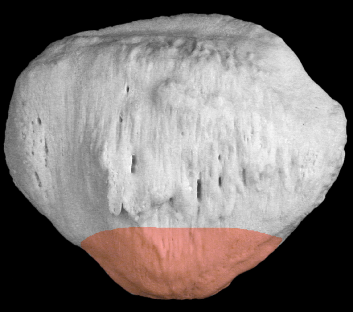 <p>pointy inferior end of patella </p>