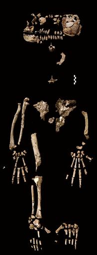 <p>Who is “Ardi”?</p>