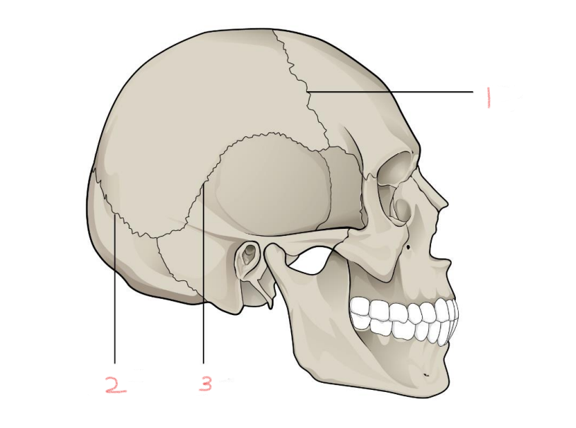 <p>3</p>