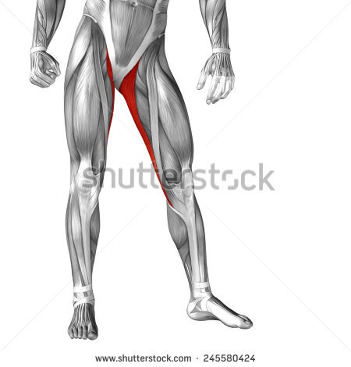 <p>Thin muscle that adducts the thigh.</p><p>thigh and leg muscle</p>