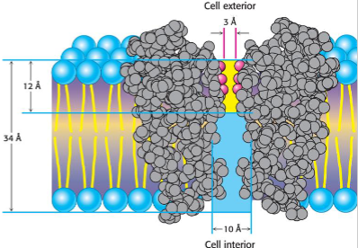 <p>Ion channels</p>