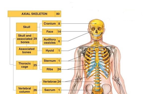 <p>80-bone division forming the body’s axis; skull, vertebral column, sternum, 12 pairs of ribs, and hyoid; supports/protects organs and provides muscle attachments.</p>