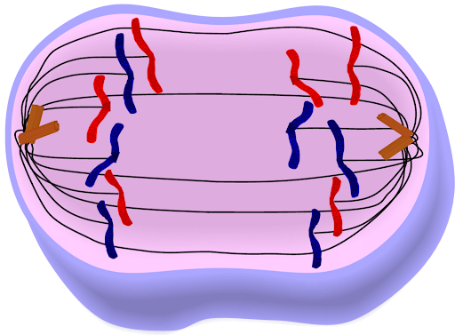 <p>Identify the phase of mitosis shown here:</p>