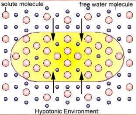 <ul><li><p>concentration of solutes is less outside than inside the cell</p></li><li><p>cell will gain water</p></li></ul>