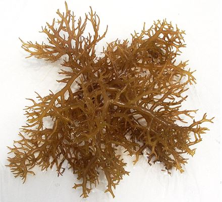 <p>among the largest tropical red algae, with a high growth rate; not only edible but also a commercially viable source of agar and carrageenan which are used as thickening and solidifying agents in industry</p>