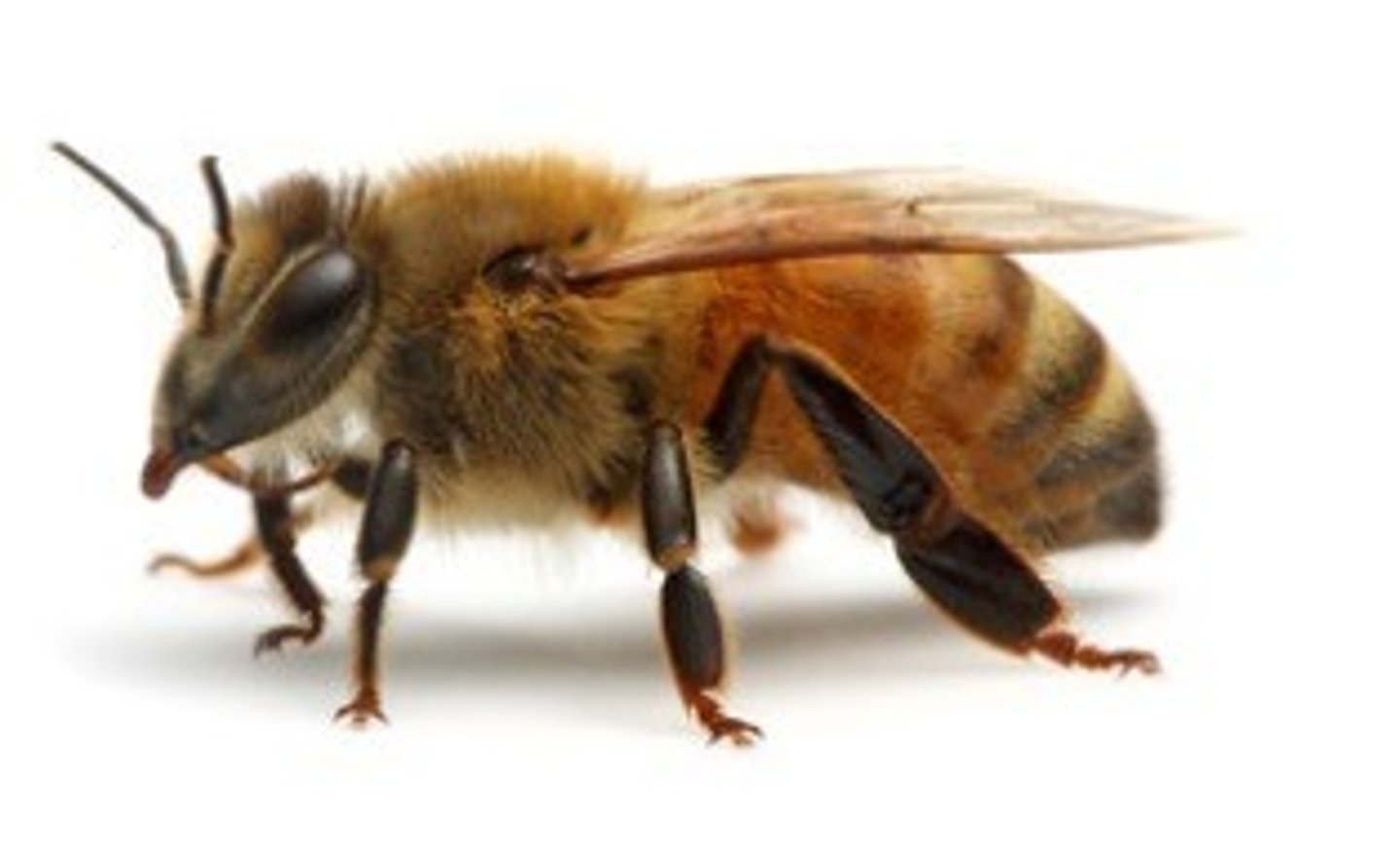 <p>Bees</p>