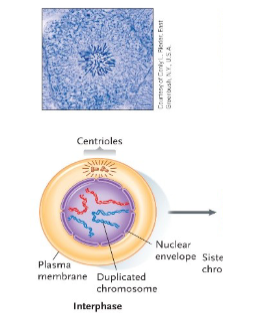 <p>Interphase </p>