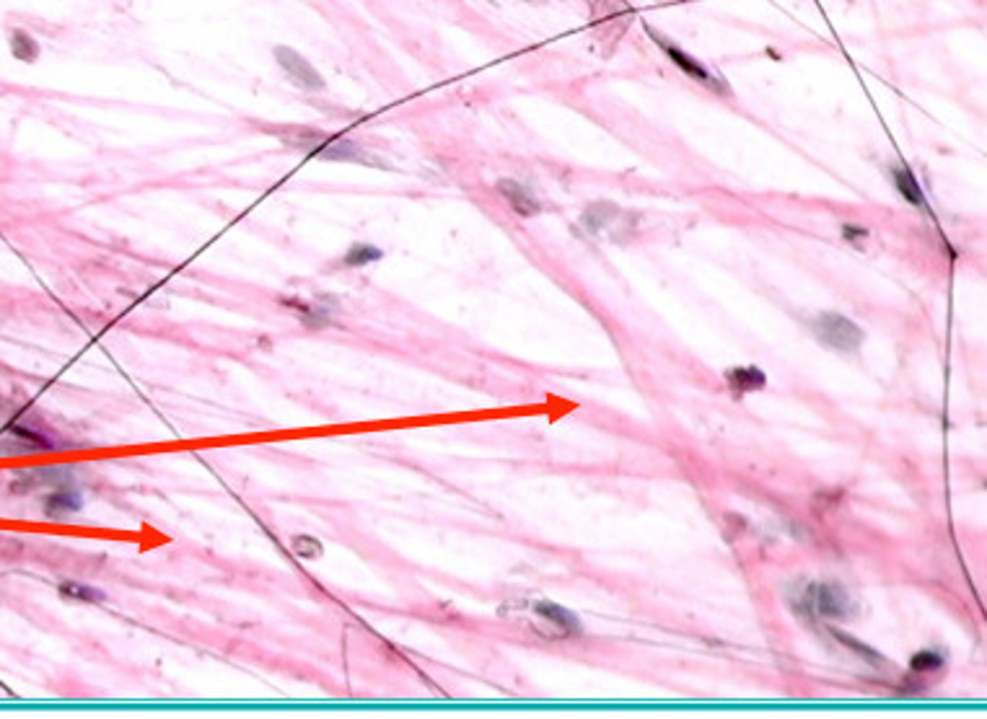 <p>main component of connective tissue</p>