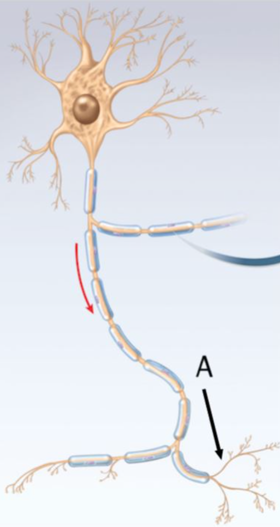 <p>Which part of the neuron is indicated by the arrow labeled A?</p>