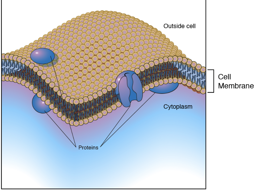 <ul><li><p>has a selectively permeable membrane that allows for the exchange of certain substances</p></li><li><p>is the barrier between cytoplasm and external environment</p></li><li><p>has cell recognition (surface antigens)</p></li><li><p>selects substances that enter/leave cells</p></li></ul>