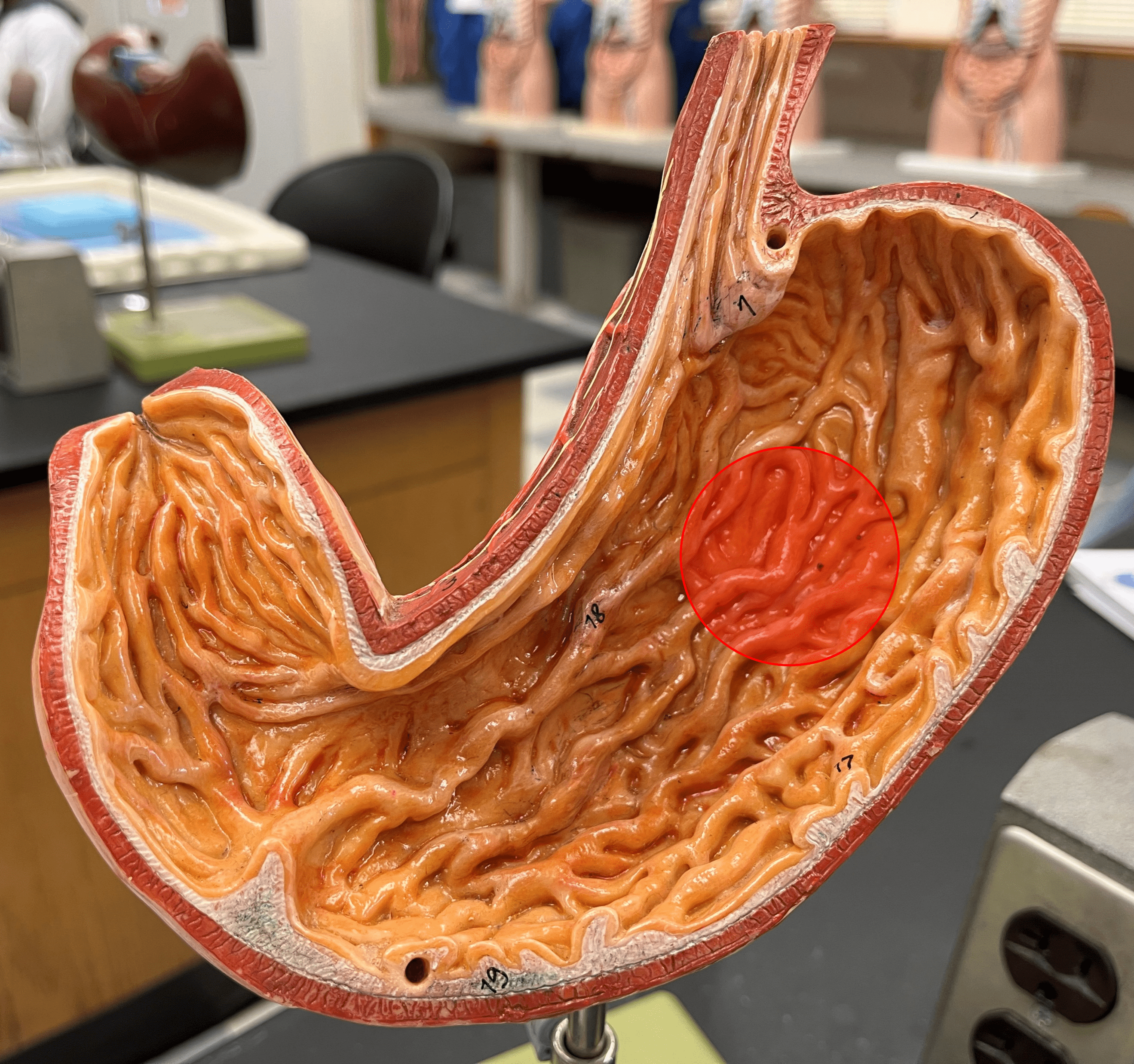 • Ridges of the mucosa on the internal surface of the stomach.

• Stretches to accommodate a larger volume of food.

• Contains microscopic gastric pits that contain gastric glands.