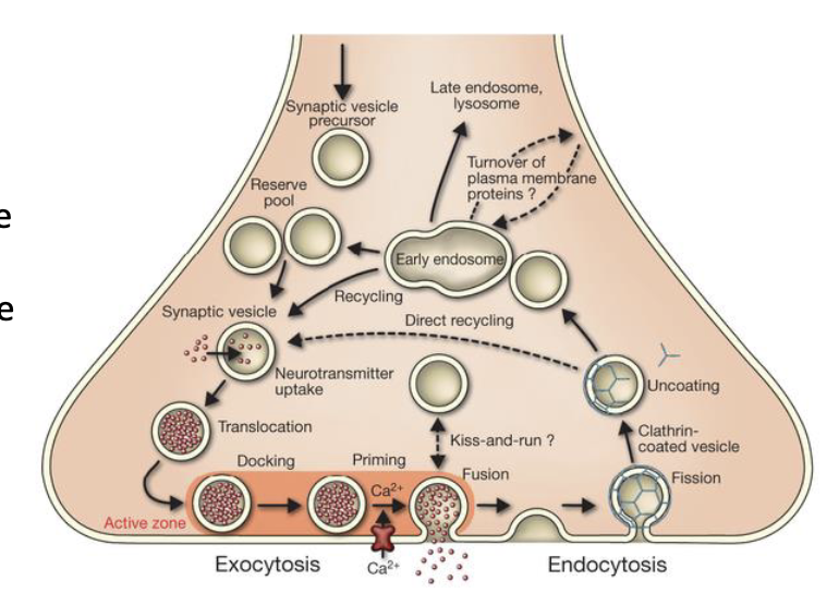 <p>describe the steps in the release of neurotransmitter from presynaptic terminal</p>