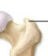 <ul><li><p>A processes for connective tissue attachment</p></li><li><p>Large, blunt projection</p></li></ul><p></p>