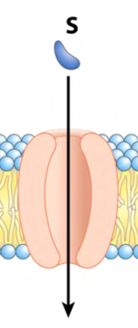 <p><strong>Describe que tipo de transporte mediado se presenta en la imagen </strong></p>