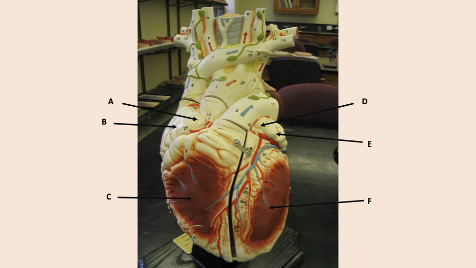 <p>what is A</p>
