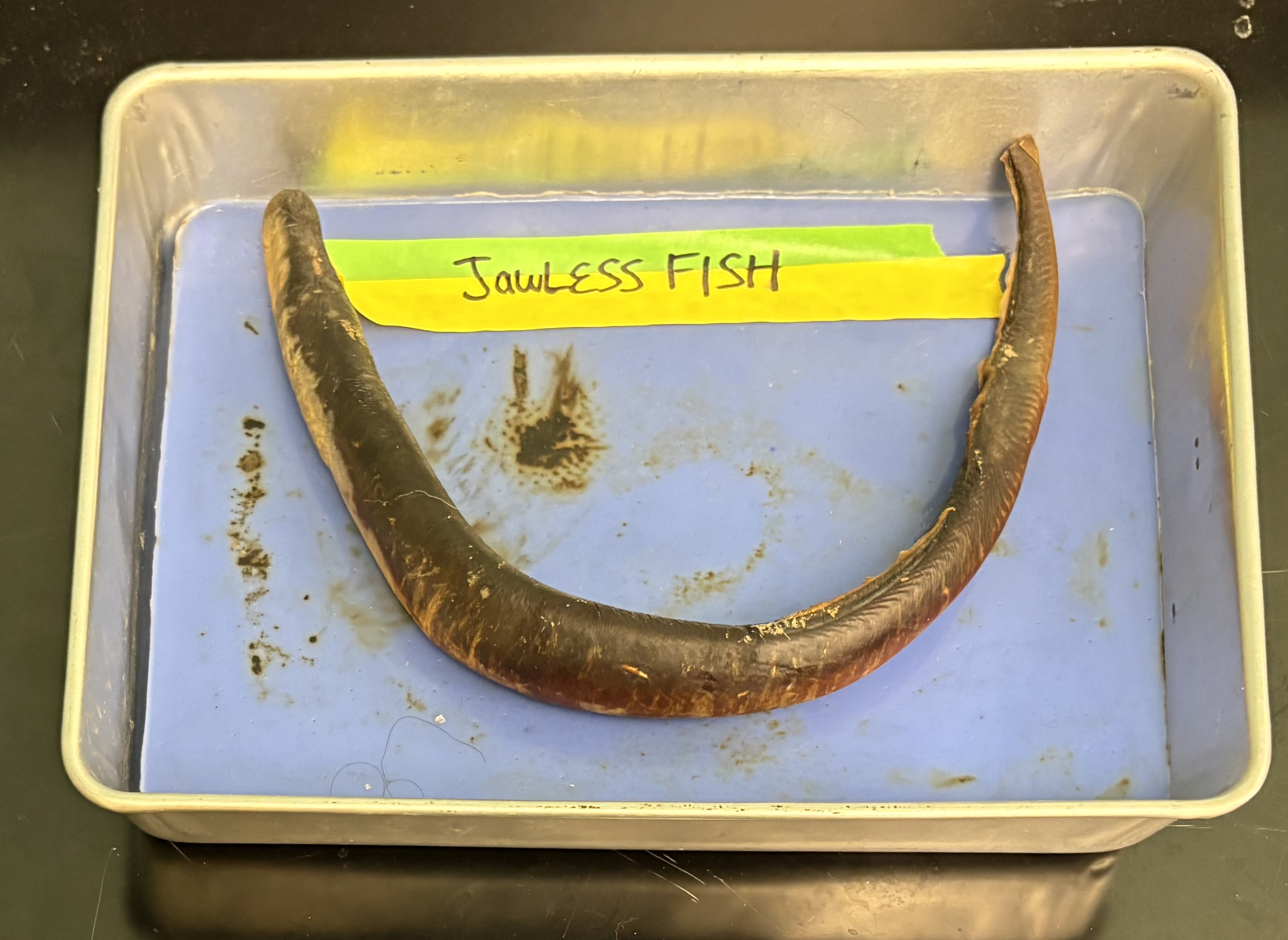 <ul><li><p>vertebrate in phylum chordata</p></li><li><p>has: cartilaginous endoskeleton, notochord, and pharyngeal gill slits</p></li></ul><p></p>