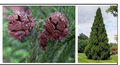 <p>Cupressaceae</p><p>Cryptomeria japonica</p>