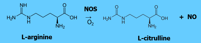 <p>L-arginine is oxidised to citrulline + NO</p>