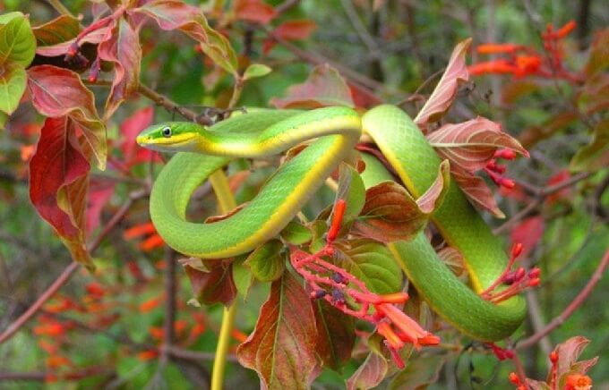 <p>Northern rough greensnake</p>