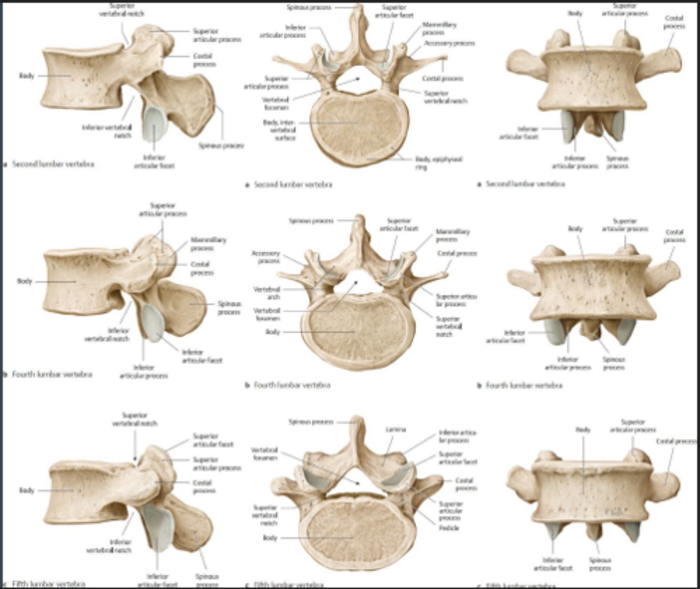 <p>How many Lumbar Vertebrae are there?</p>