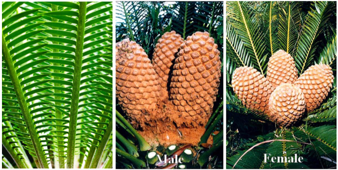 <p>large, compound leaves and separate male and female plants</p>