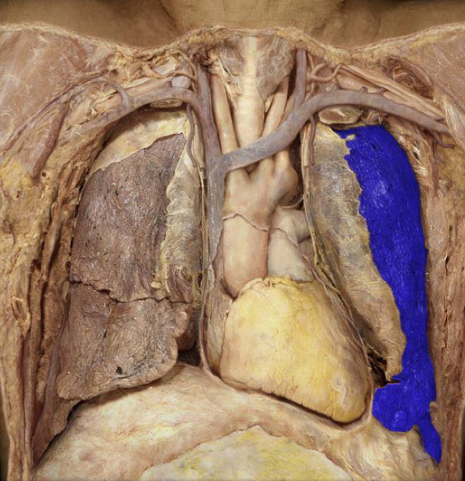 What structure is highlighted in blue?