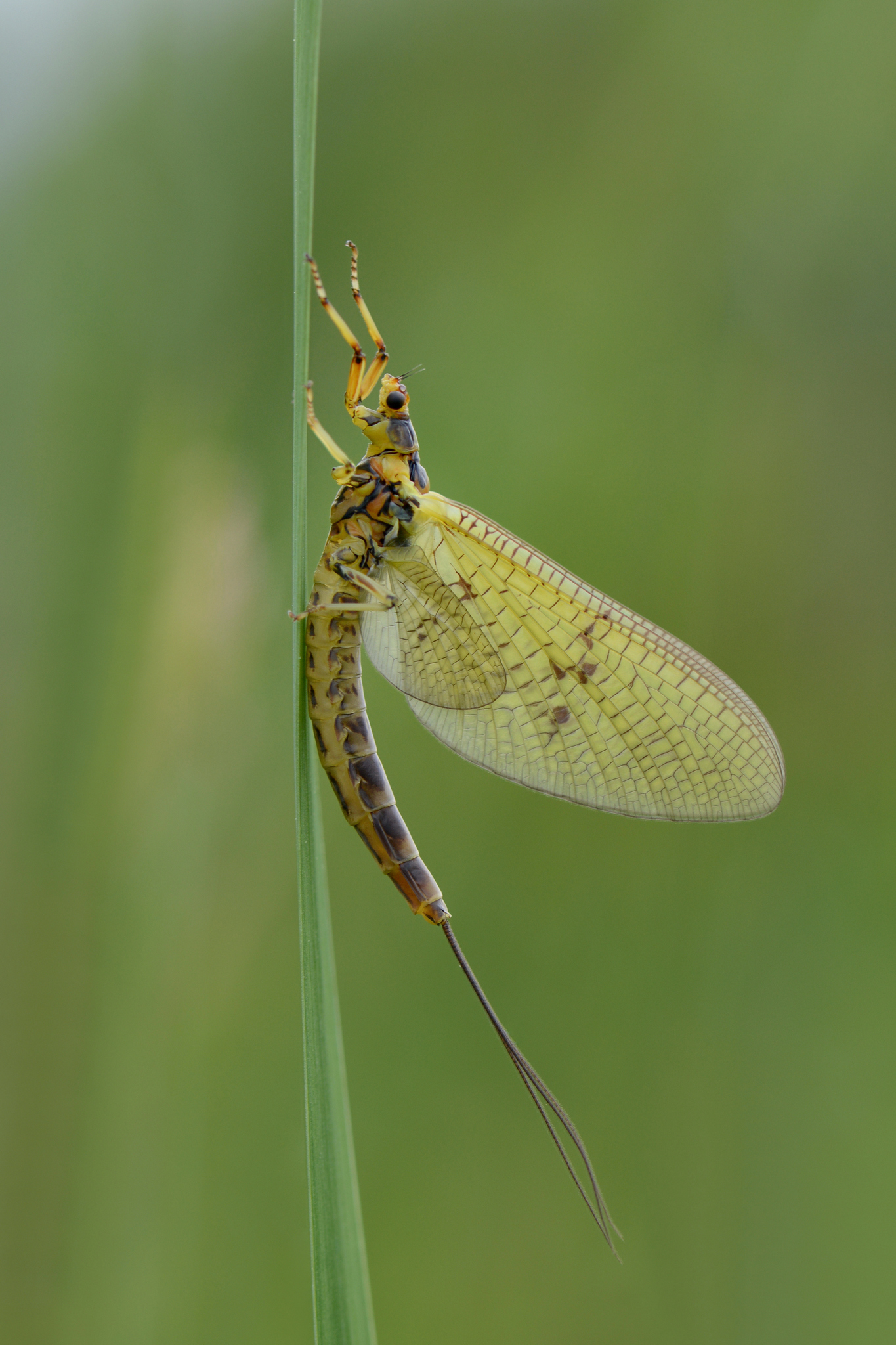 <p>Mayfly</p>