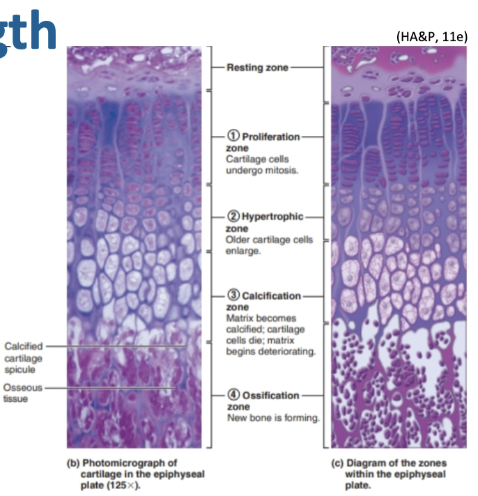 <p>At the <strong>epiphyseal plate</strong>:</p><ol><li><p><strong>Proliferation zone:</strong> chondrocytes divide</p></li><li><p><strong>Hypertrophic zone:</strong> older chondrocytes enlarge</p></li><li><p><strong>Calcification zone:</strong> matrix calcifies; chondrocytes die</p></li><li><p><strong>Ossification zone:</strong> new bone forms</p></li></ol><p></p><p></p>