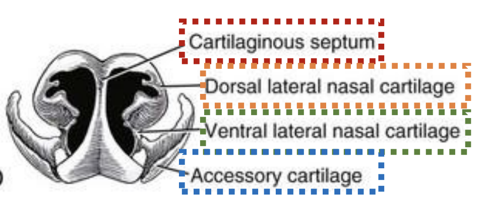 <p><strong><u>Lateral wall of bony portion is formed by:</u></strong></p><ul><li><p><span style="color: red"><strong>Incisive</strong></span><strong> </strong>bone </p></li><li><p><span style="color: red"><strong>Maxillae</strong></span><strong> </strong>bone</p></li></ul><p><strong><u>Roof is formed by:</u></strong><span style="color: red"><strong> Paired nasal </strong></span>bones</p><p><strong><u>Bony nasal aperture forms:</u></strong><span style="color: red"><strong> Largest opening </strong></span>into <span style="color: red"><strong>skull</strong></span></p><ul><li><p><strong><u>Bounded rostrally by:</u> </strong><span style="color: red"><strong>Nasal cartilages</strong></span></p><ul><li><p><strong><u>How is it the movable portion of nose:</u> </strong>Contains <span style="color: red"><strong>ligaments</strong></span></p></li></ul></li></ul><p><strong><u>Movable part of nose ends in:</u> </strong><span style="color: red"><strong>Truncated apex</strong></span></p><p><strong><u>What are 4 cartilages of the nose:</u> </strong></p><ul><li><p><strong><u>Paired:</u> </strong></p><ul><li><p><span style="color: #ffaf00"><strong>Dorsal lateral nasal cartilage </strong></span></p></li><li><p><span style="color: green"><strong>Ventral lateral nasal cartilage </strong></span></p></li><li><p><span style="color: blue"><strong>Accessory cartilages </strong></span></p></li></ul></li><li><p><strong><u>Unpaired:</u> </strong><span style="color: red"><strong>Cartilaginous septum </strong></span></p></li></ul><p></p>