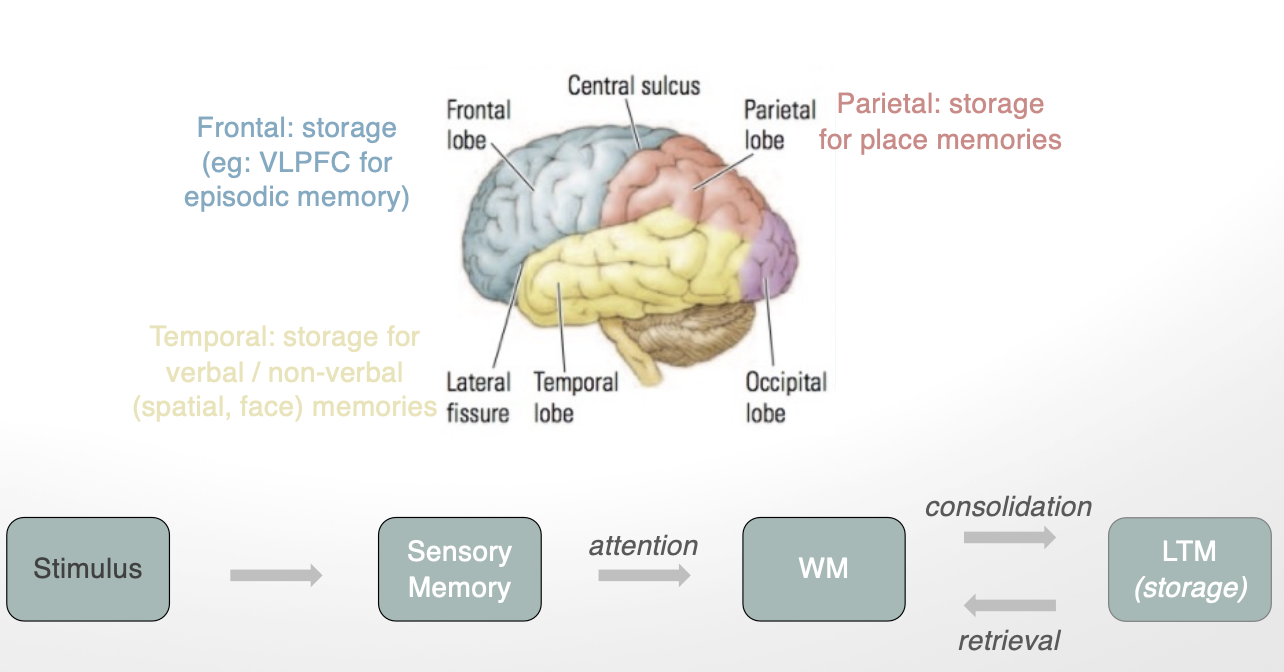 <ol><li><p><strong>frontal lobe:</strong> storage (ie. VLPFC for episodic memory)</p></li><li><p><strong>temporal</strong>: storage for <strong>verbal/nonverbal (</strong>spatial, face) memories</p></li><li><p><strong>parietal</strong>: storage for <strong>place memories </strong></p></li></ol><p></p>