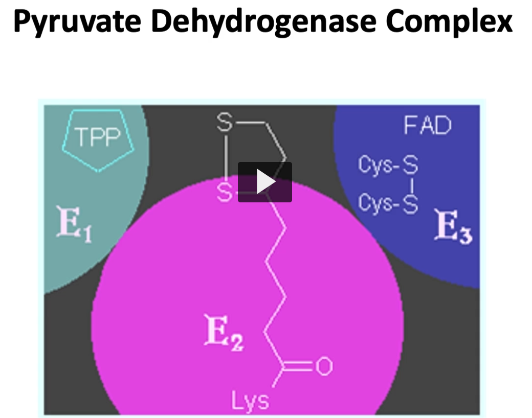 <p>here are shown all three enzymes, previously mentioned, forming a multi-enzymatic complex. </p><p>all three enzymes are strategically located since the product of each reaction is the substrate to the following enzyme. This allows a quick turnover </p>