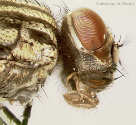 <p>what kind of fly</p>