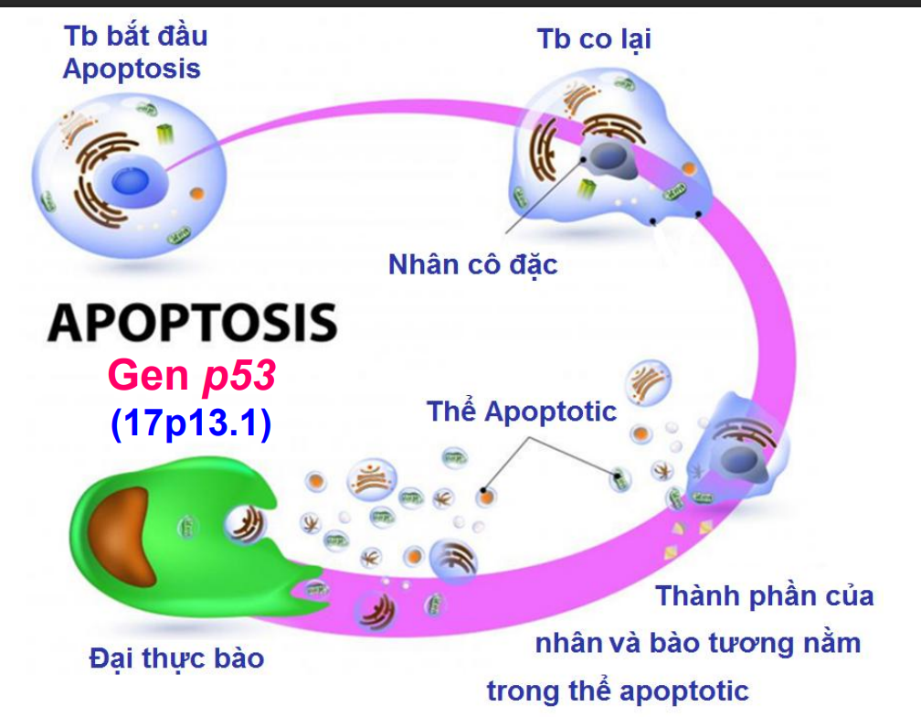 <p>Bộ xương Tb sụp đổ, TB co lại, nhân cô đặc và NST phân mảnh</p><p>→tạo các thể apoptotic(bóng màng chứa thành phần TB)→đại thực bào bắt và loại bỏ hoàn toàn</p><p>→không gây viêm hay tổn thg cơ thể</p>