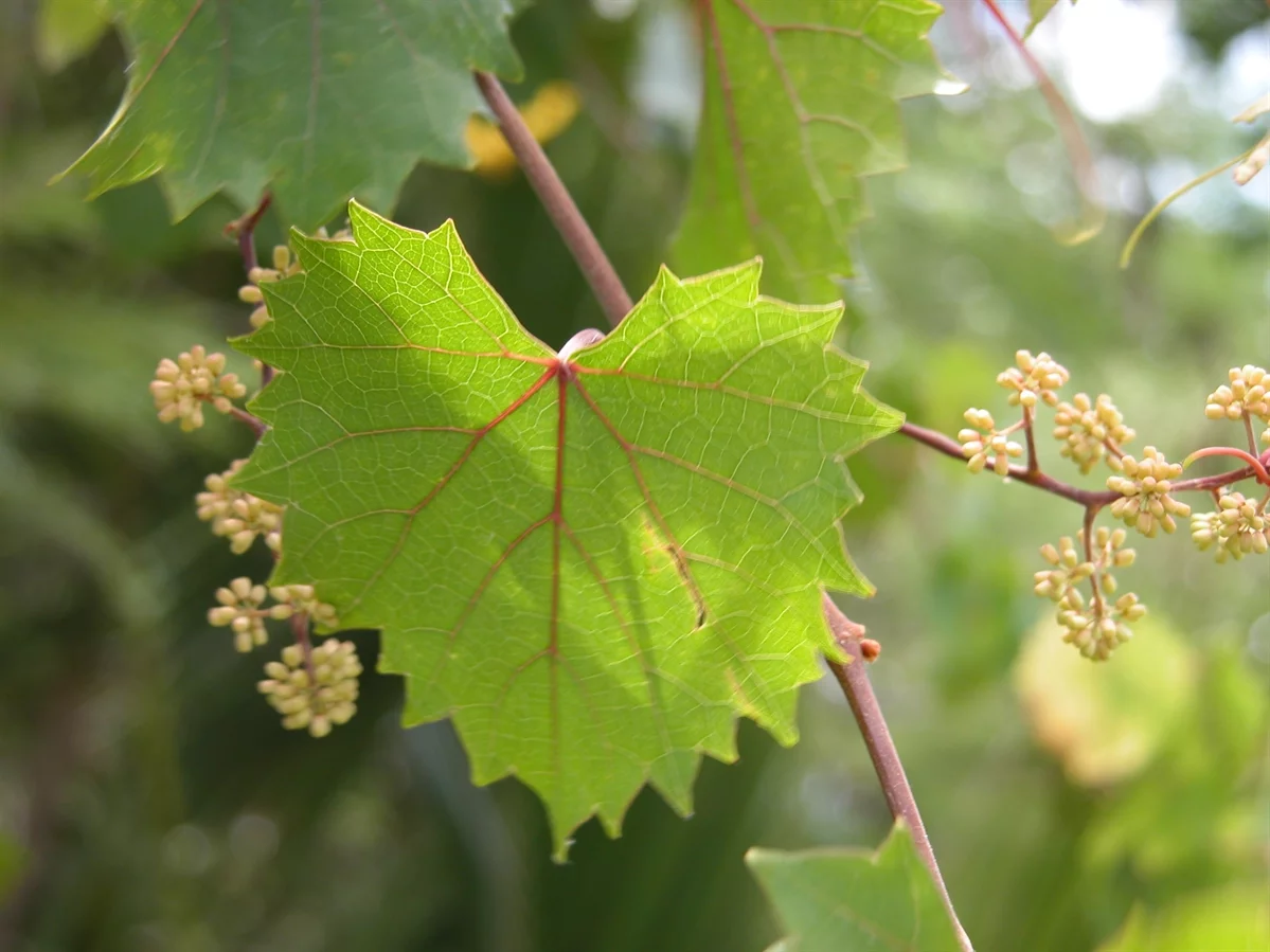 <p>Muscadine</p>