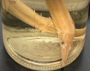 <p>What is the suborder of this specimen?</p>