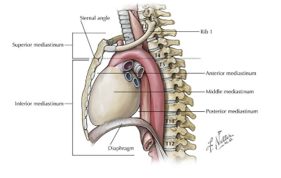 <p>The  _____ marks the plane separating the <strong>superior </strong>and <strong>inferior </strong>mediastinum.</p>