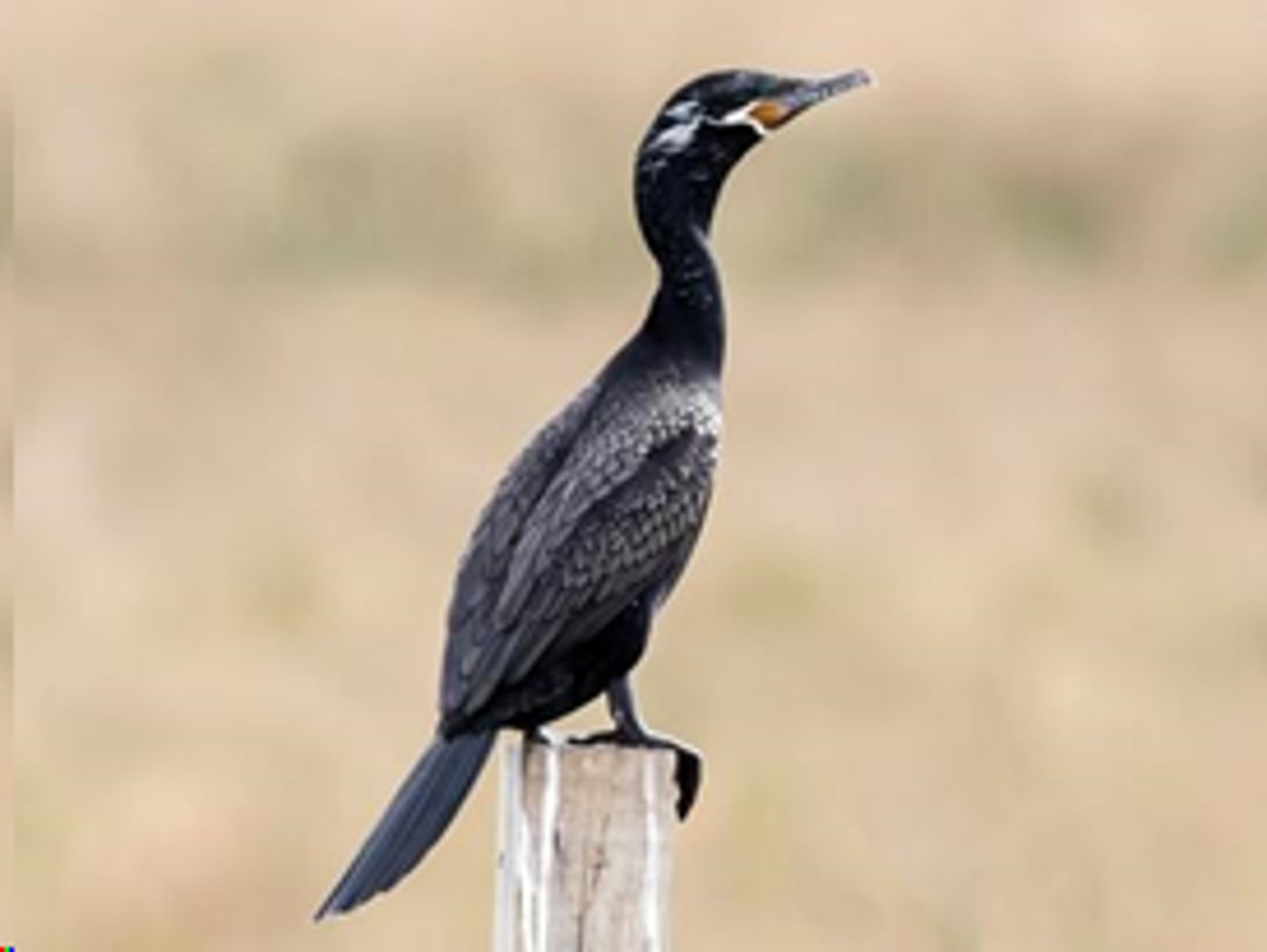<p>Suliformes</p><p>Phalacrocoracidae</p>