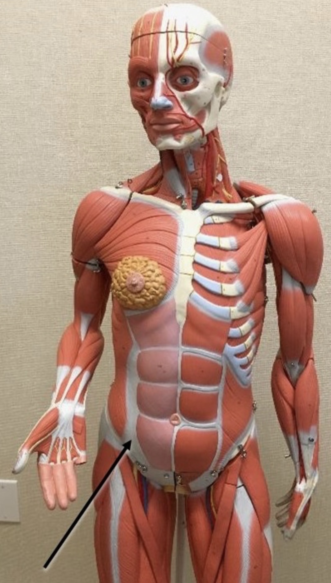 <p><span>Name the structure labeled with the arrow below:</span></p>